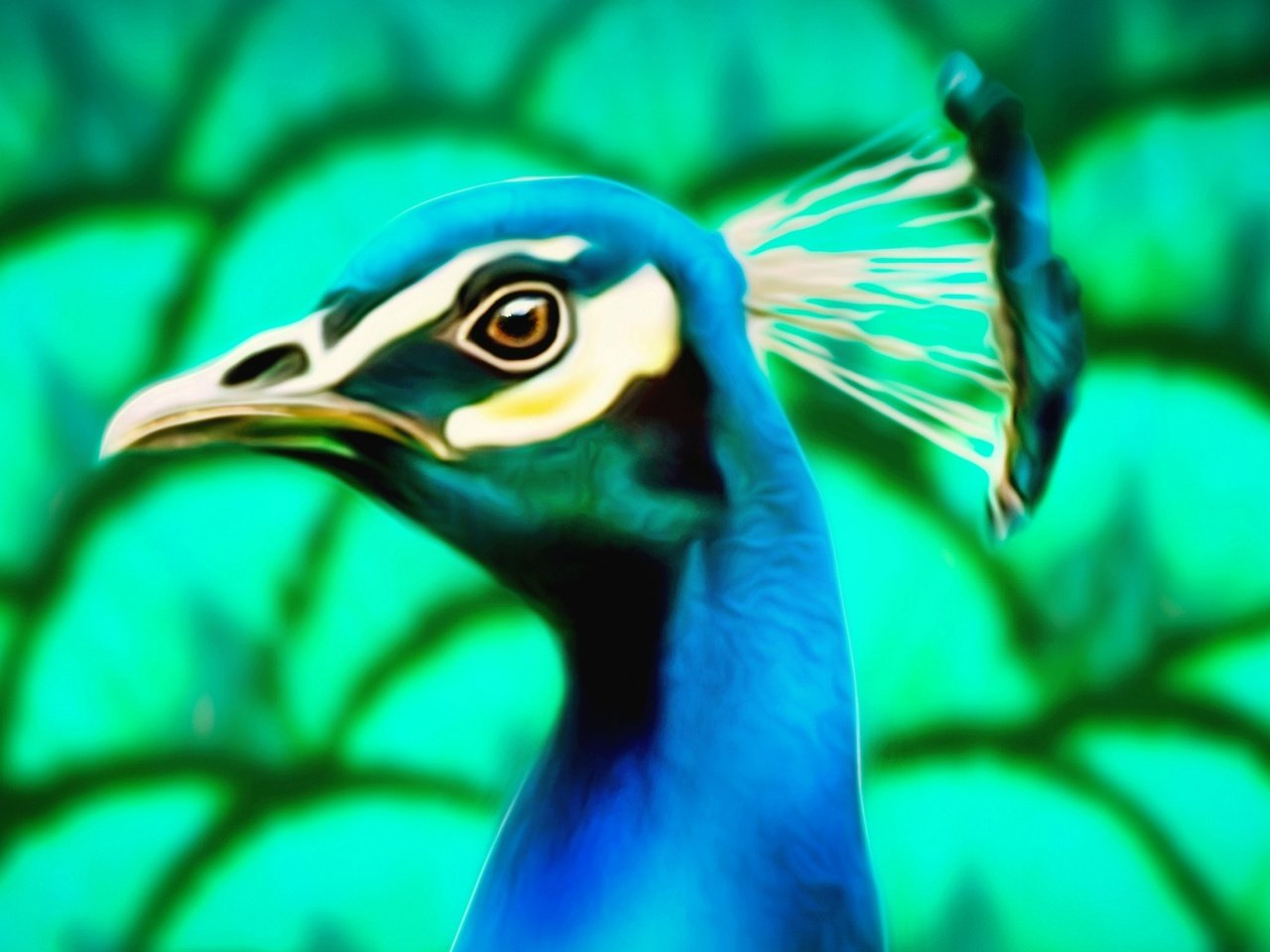 Обои природа, птица, павлин, хохолок, nature, bird, peacock, crest разрешение 2880x1564 Загрузить