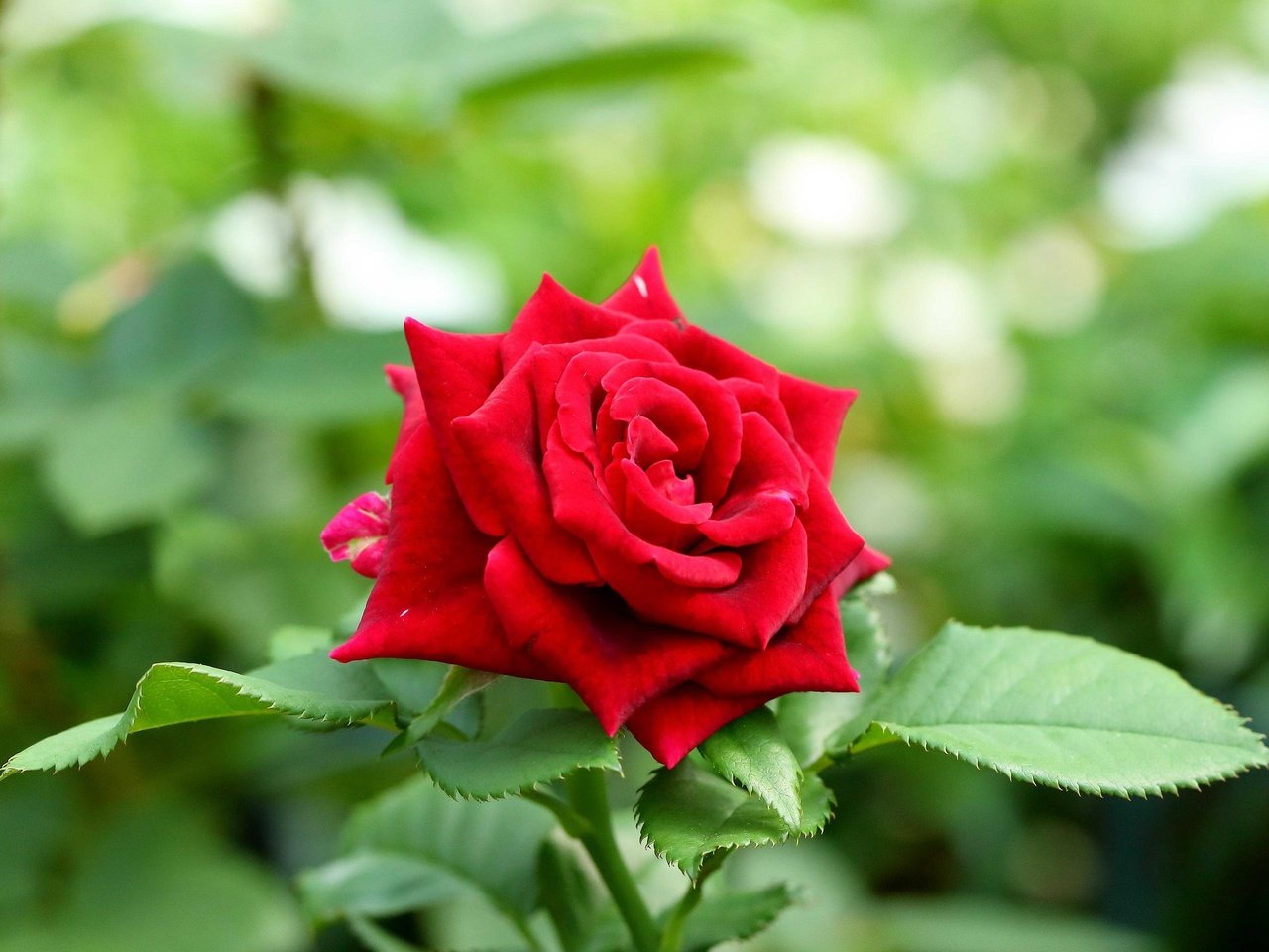 Обои цветок, роза, бутон, красная роза, flower, rose, bud, red rose разрешение 2048x1438 Загрузить