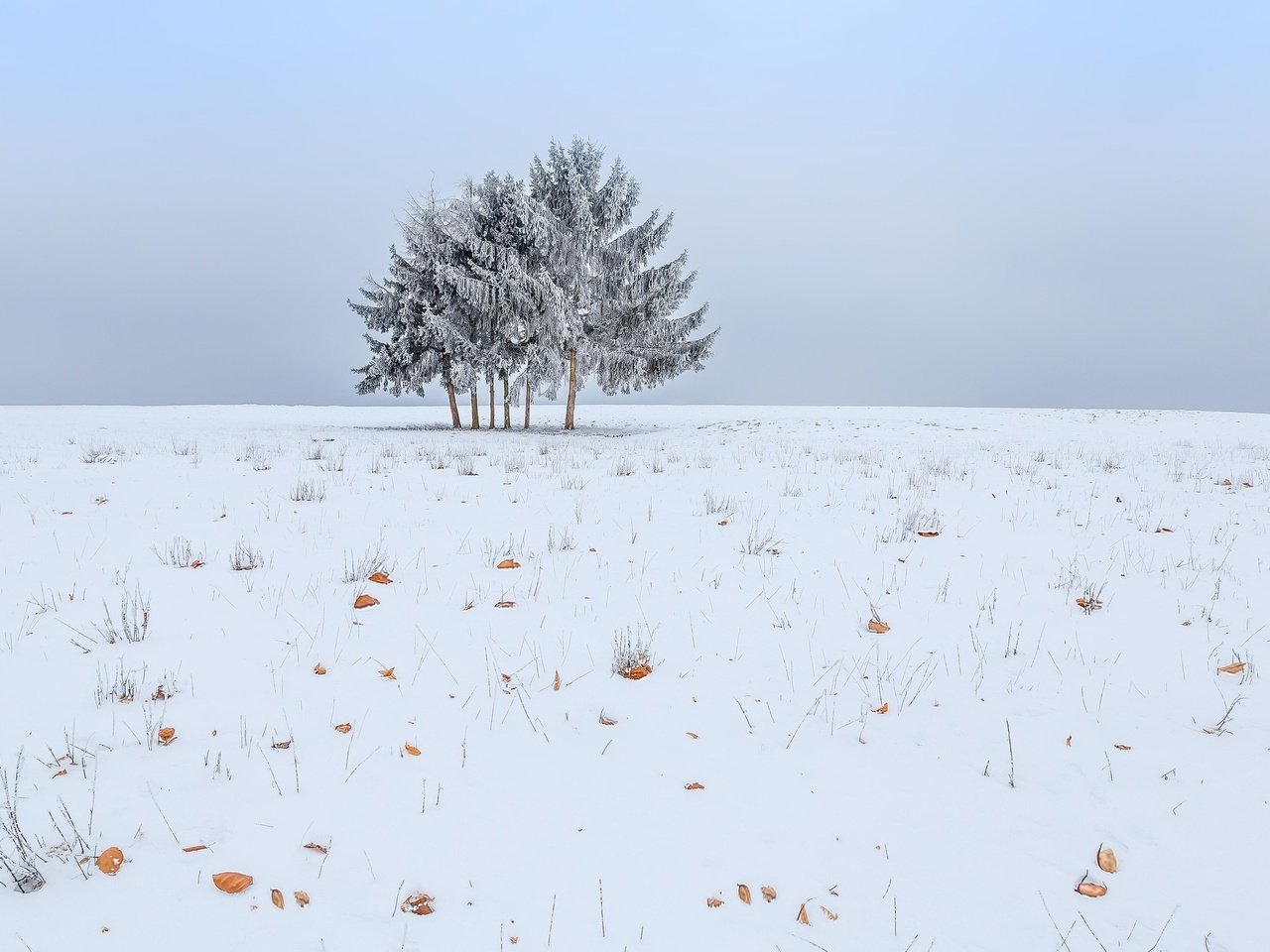 Обои небо, снег, дерево, зима, поле, the sky, snow, tree, winter, field разрешение 2048x1365 Загрузить