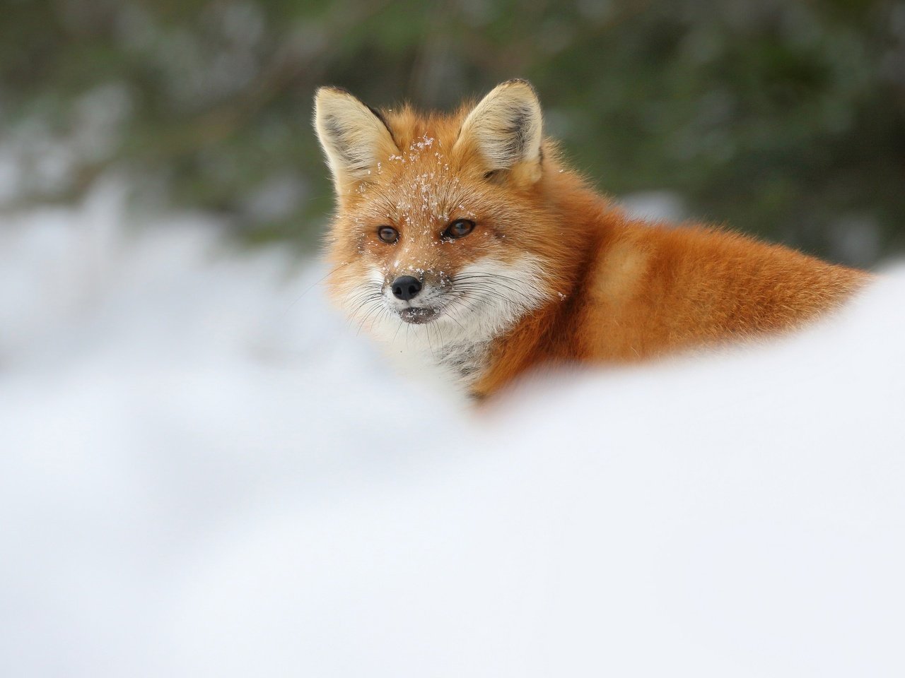 Обои снег, зима, лиса, лисица, snow, winter, fox разрешение 2048x1365 Загрузить