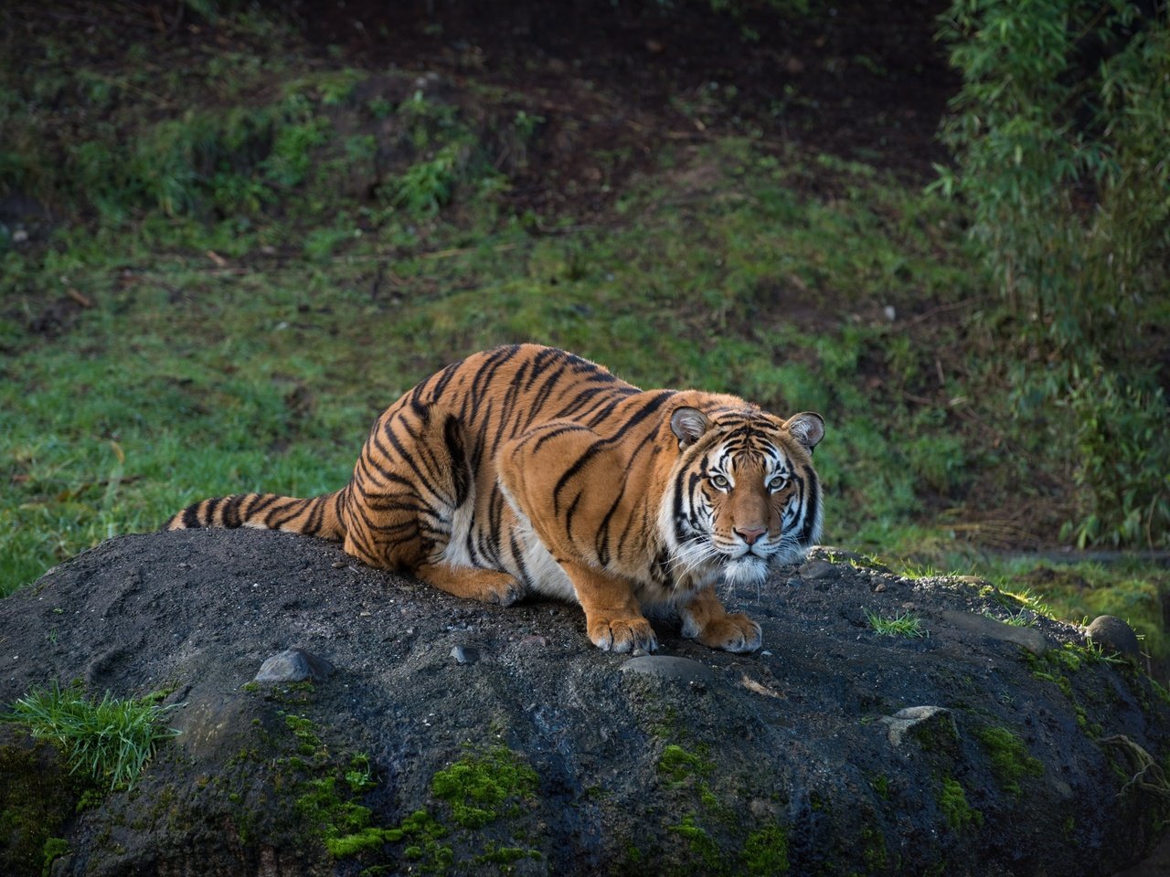 Обои тигр, бугор, природа, смотрит, взгляд, хищник, сидит, полосатый, растительность, tiger, nature, looks, look, predator, sitting, striped, vegetation разрешение 2048x1367 Загрузить