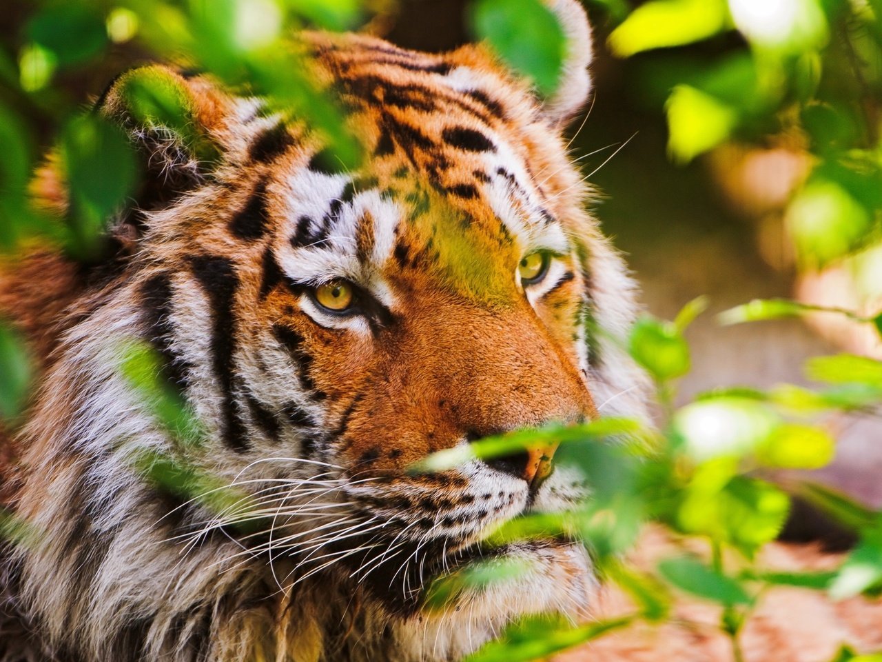 Обои тигр, морда, листья, взгляд, хищник, tiger, face, leaves, look, predator разрешение 2560x1600 Загрузить