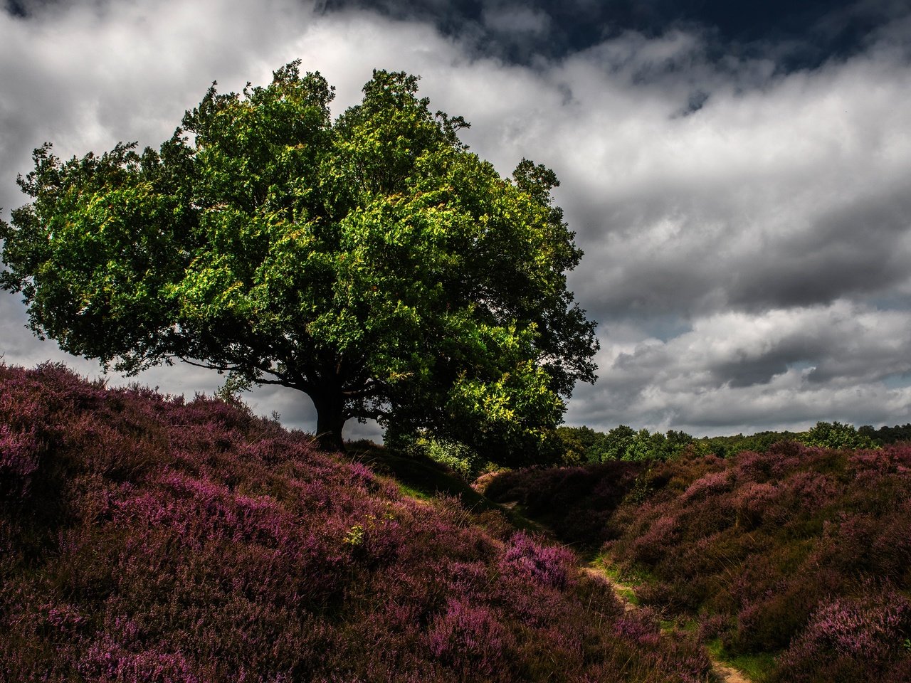 Обои небо, цветы, трава, облака, дерево, тропинка, нидерланды, the sky, flowers, grass, clouds, tree, path, netherlands разрешение 3000x1773 Загрузить