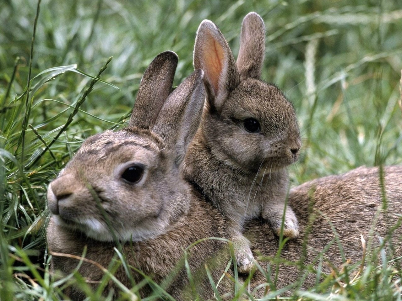 Обои трава, природа, лето, кролики, зайцы, grass, nature, summer, rabbits разрешение 1920x1285 Загрузить