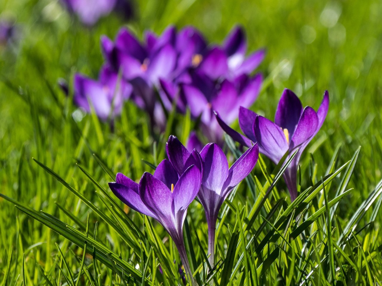 Обои цветы, весна, крокусы, боке, шафран, flowers, spring, crocuses, bokeh, saffron разрешение 2048x1536 Загрузить