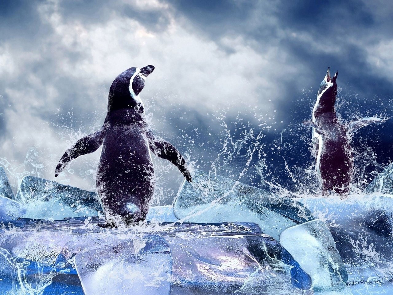 Обои вода, море, лёд, птицы, пингвины, water, sea, ice, birds, penguins разрешение 1920x1440 Загрузить