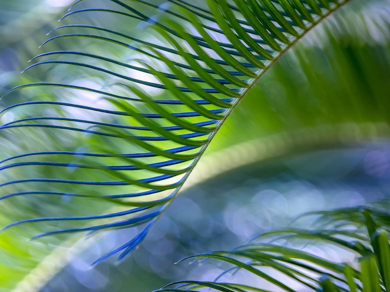 Обои природа, зелёный, лист, пальма, nature, green, sheet, palma разрешение 2048x1366 Загрузить
