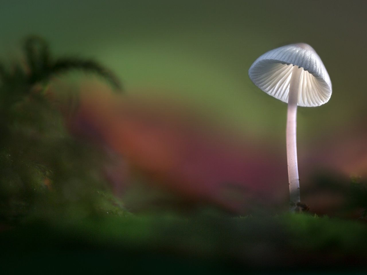 Обои свет, лес, осень, гриб, шляпка, sophiaspurgin, light, forest, autumn, mushroom, hat разрешение 5760x3840 Загрузить