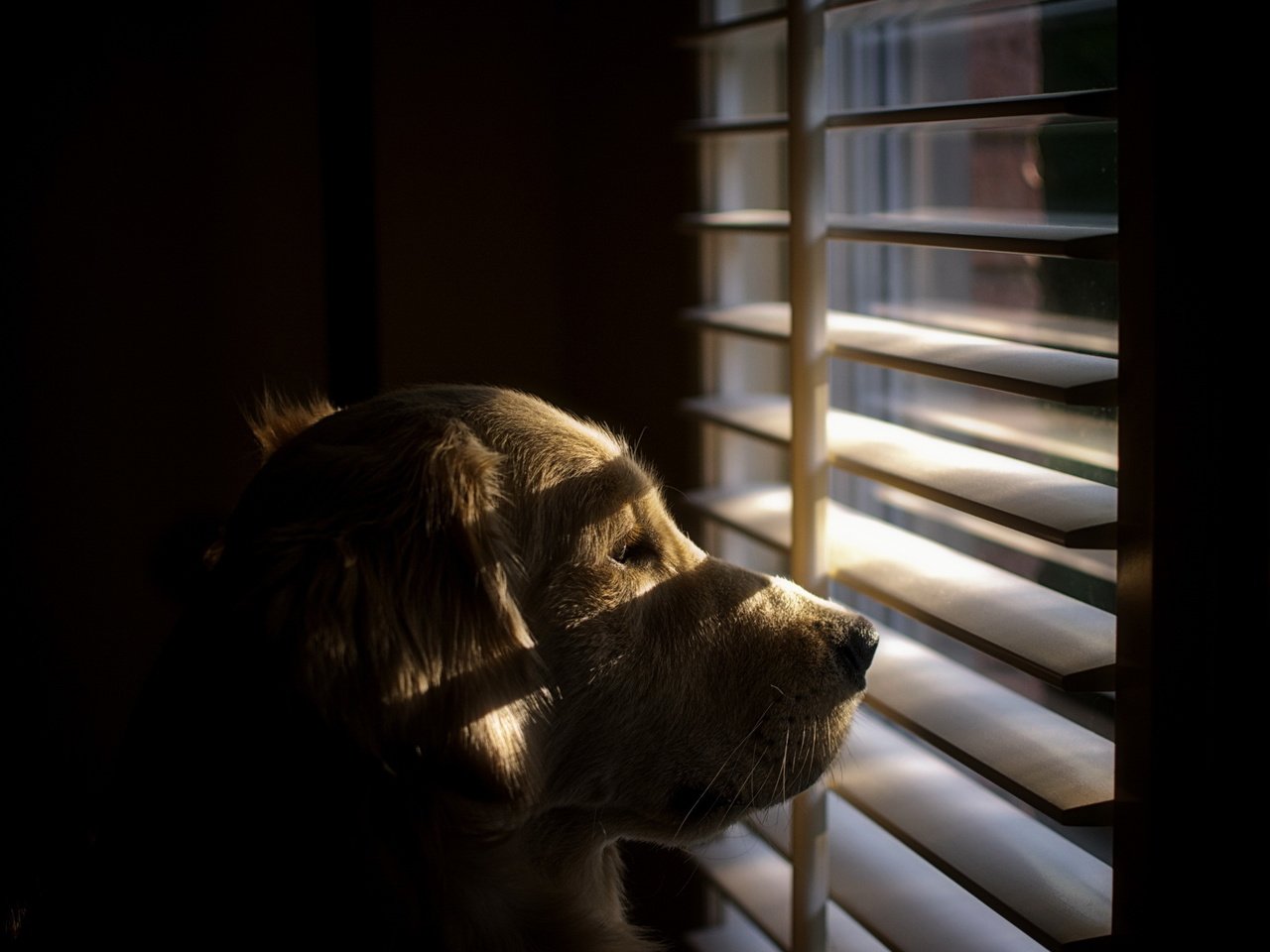 Обои взгляд, собака, окно, друг, жалюзи, ретривер, look, dog, window, each, blinds, retriever разрешение 2560x1600 Загрузить