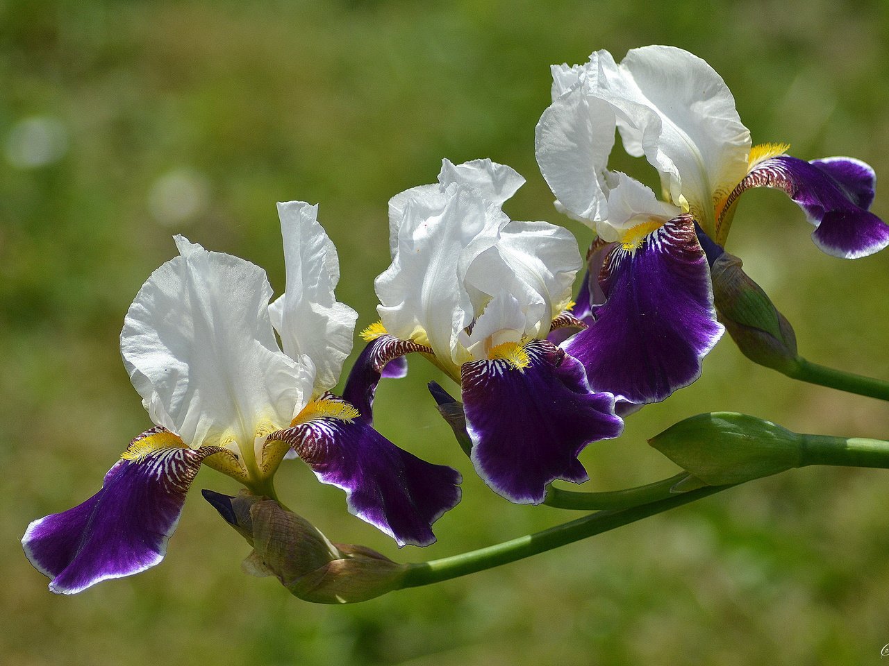 Обои цветы, лепестки, ирисы, флора, flowers, petals, irises, flora разрешение 2048x1365 Загрузить