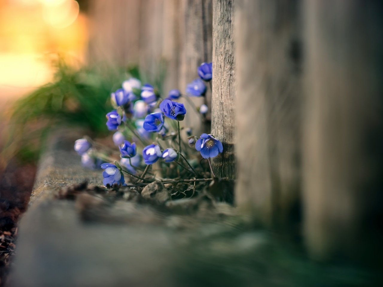 Обои цветы, природа, фон, забор, flowers, nature, background, the fence разрешение 2048x1365 Загрузить