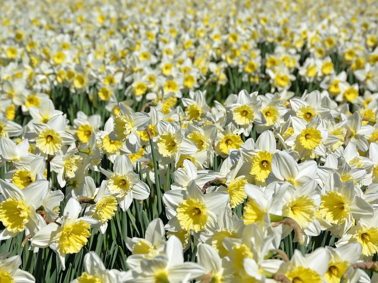 Обои цветы, природа, лепестки, нарциссы, flowers, nature, petals, daffodils разрешение 3542x1950 Загрузить