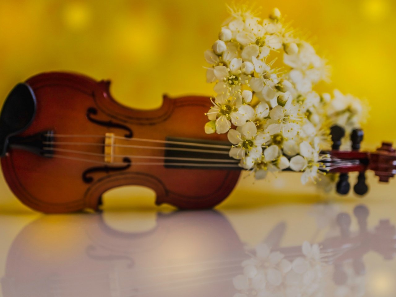 Обои цветы, отражение, скрипка, лепестки, весна, flowers, reflection, violin, petals, spring разрешение 2048x1464 Загрузить