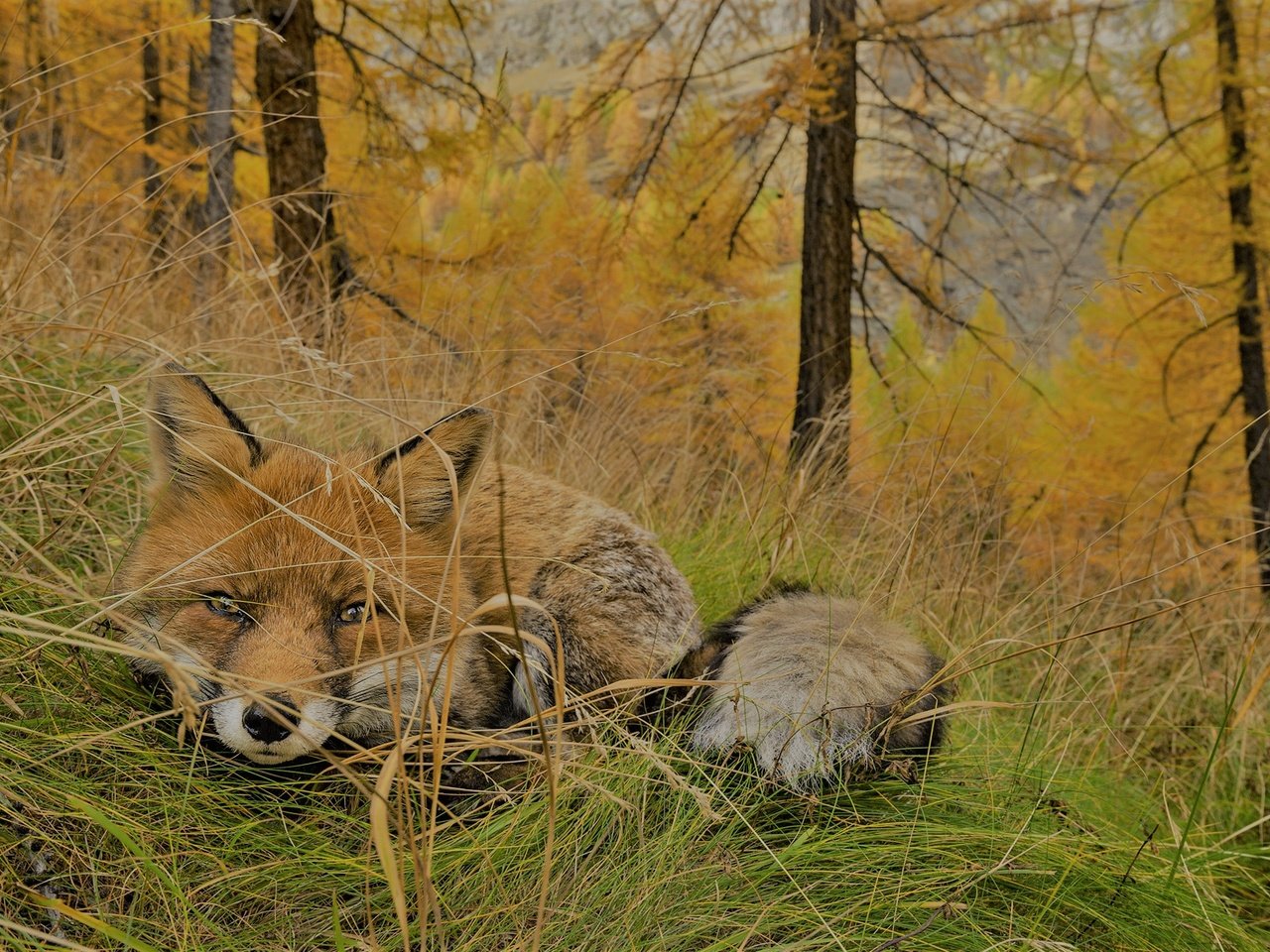 Обои трава, горы, природа, лес, осень, лиса, хищник, змея, grass, mountains, nature, forest, autumn, fox, predator, snake разрешение 2048x1363 Загрузить