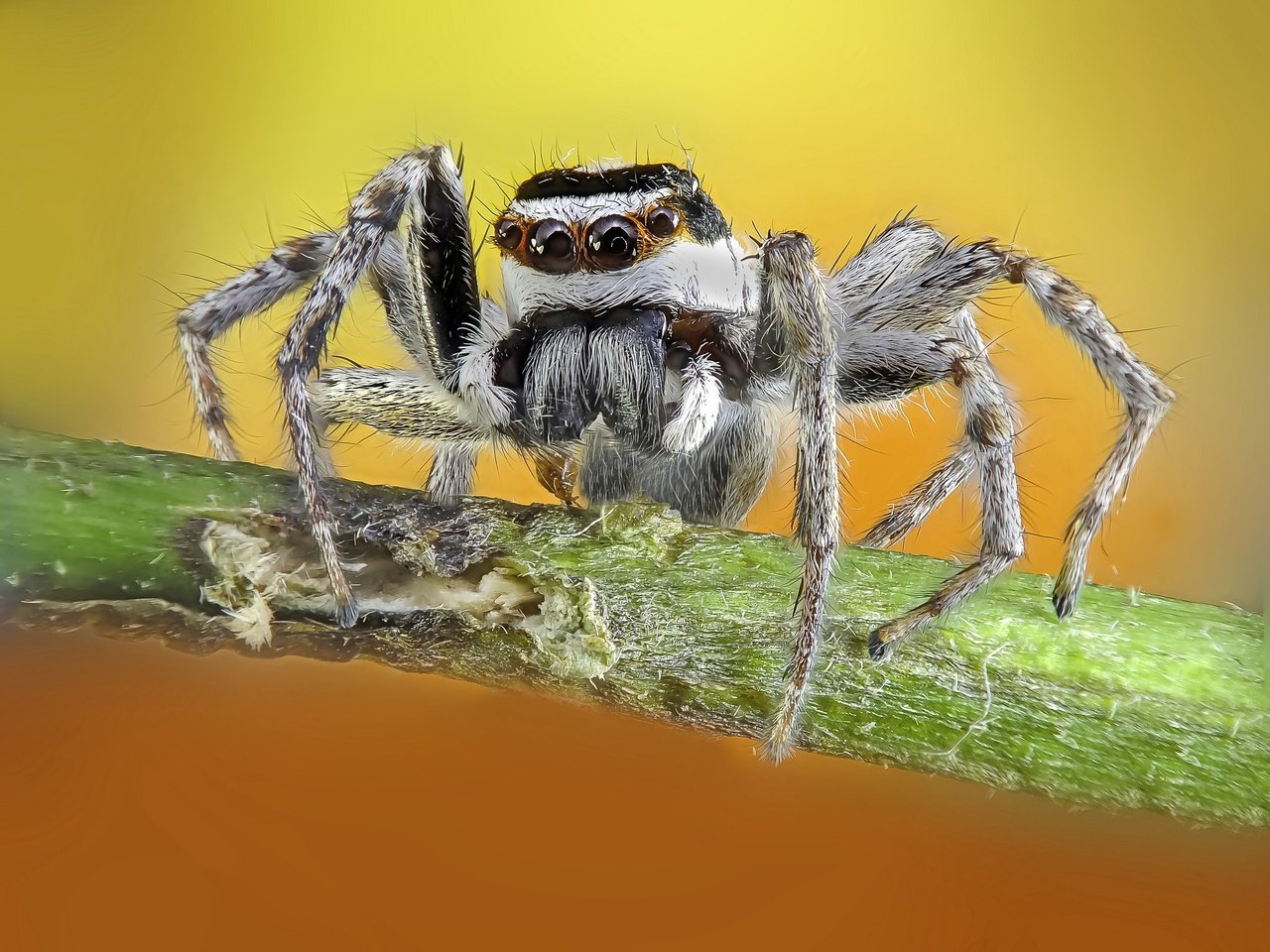 Обои природа, макро, фон, паук, nature, macro, background, spider разрешение 2048x1536 Загрузить