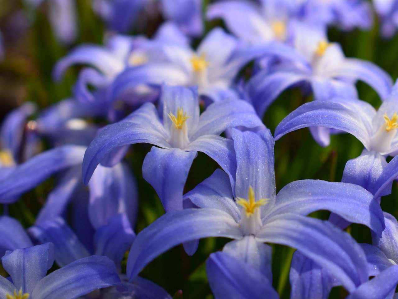 Обои цветы, макро, лепестки, пролеска, хионодокса, flowers, macro, petals, scilla, hionodoksa разрешение 2048x1367 Загрузить