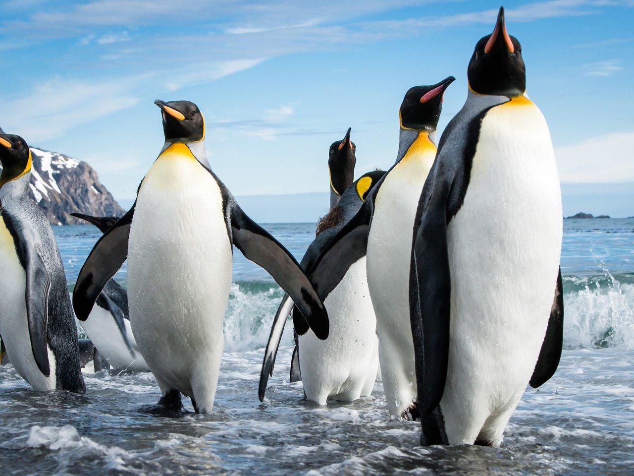 Обои море, пляж, стая, пингвины, sea, beach, pack, penguins разрешение 2048x1365 Загрузить