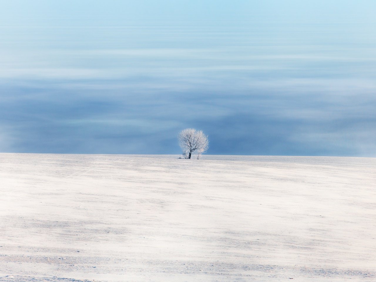 Обои небо, снег, дерево, зима, поле, the sky, snow, tree, winter, field разрешение 2048x1152 Загрузить