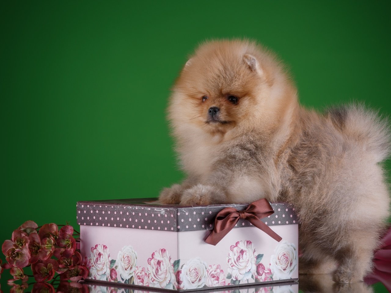 Обои цветы, собака, щенок, порода, коробка, шпиц, flowers, dog, puppy, breed, box, spitz разрешение 3000x1964 Загрузить