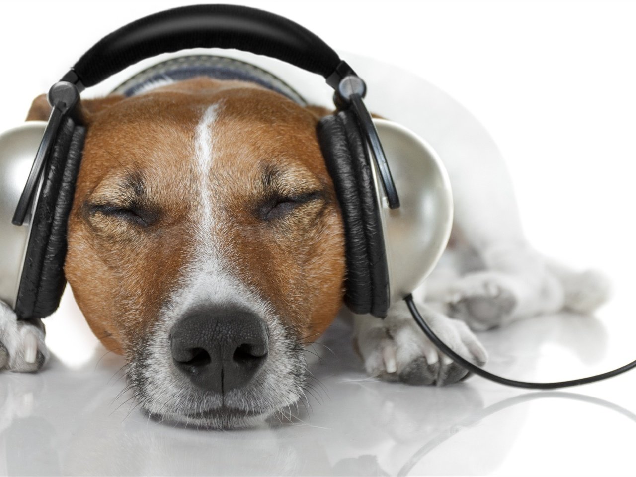 Обои музыка, собака, наушники, джек-рассел-терьер, music, dog, headphones, jack russell terrier разрешение 1920x1080 Загрузить