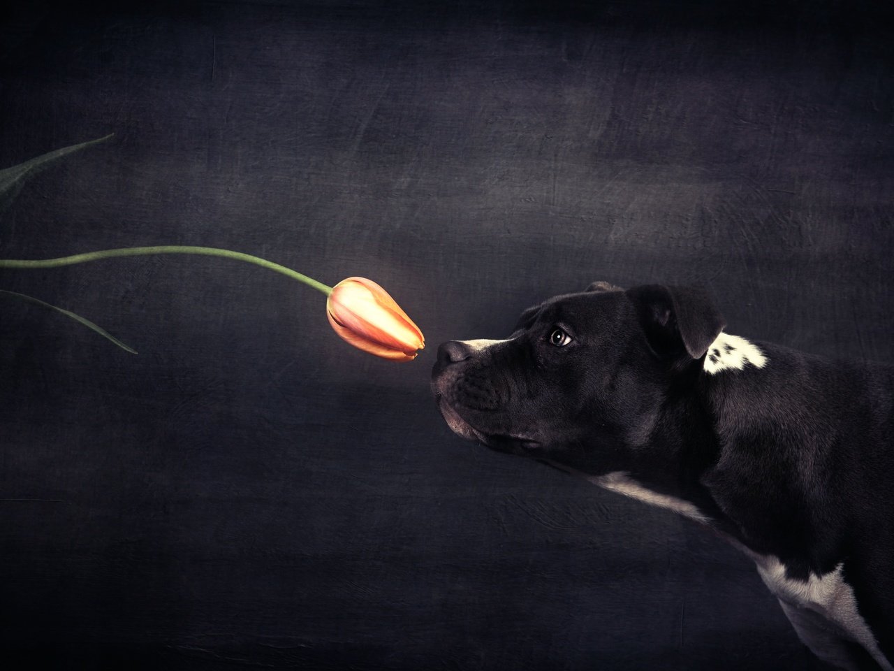 Обои цветок, собака, профиль, черный фон, тюльпан, flower, dog, profile, black background, tulip разрешение 2500x1669 Загрузить