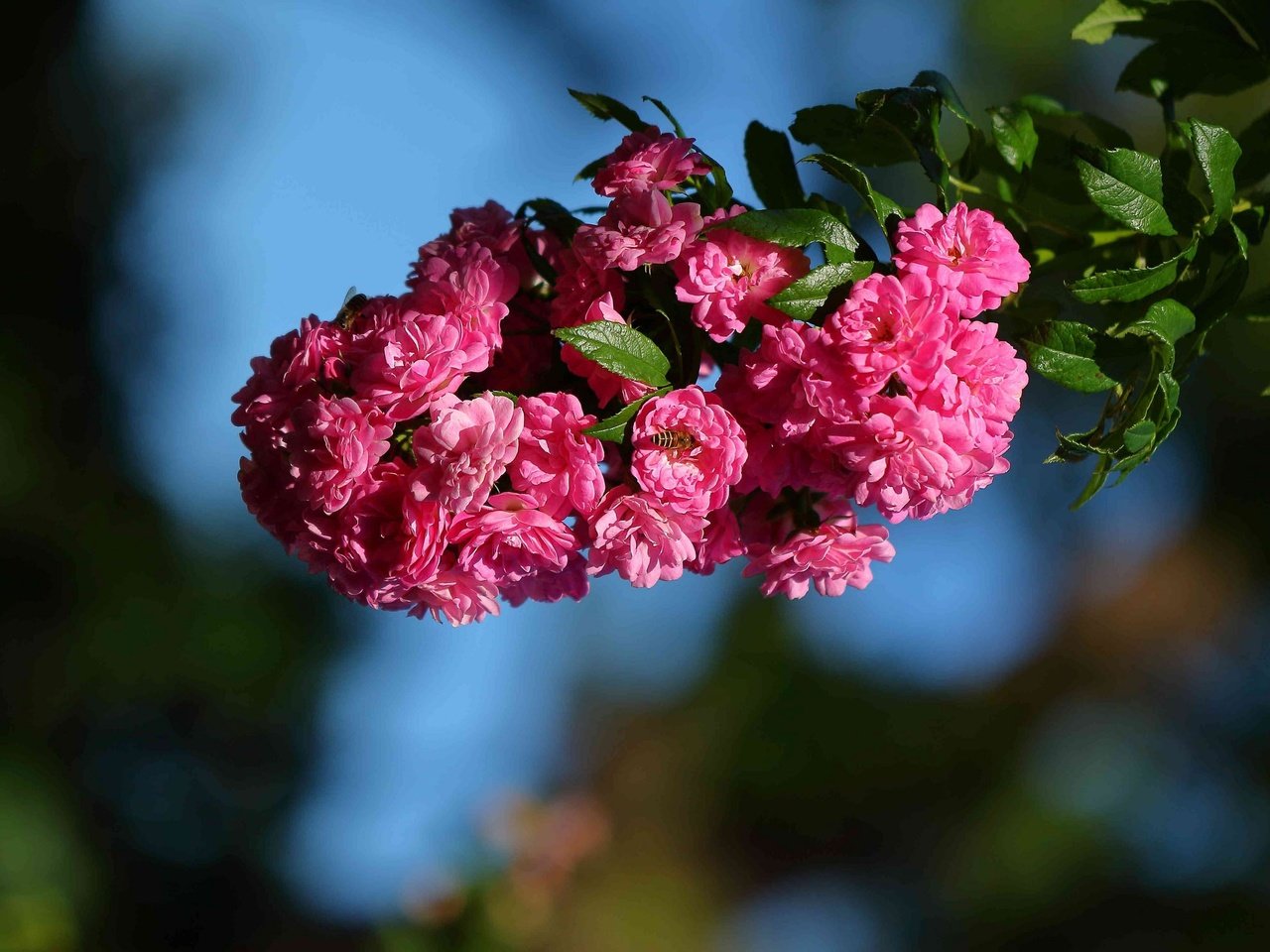 Обои цветы, ветка, макро, шиповник, цветки, flowers, branch, macro, briar разрешение 2048x1489 Загрузить