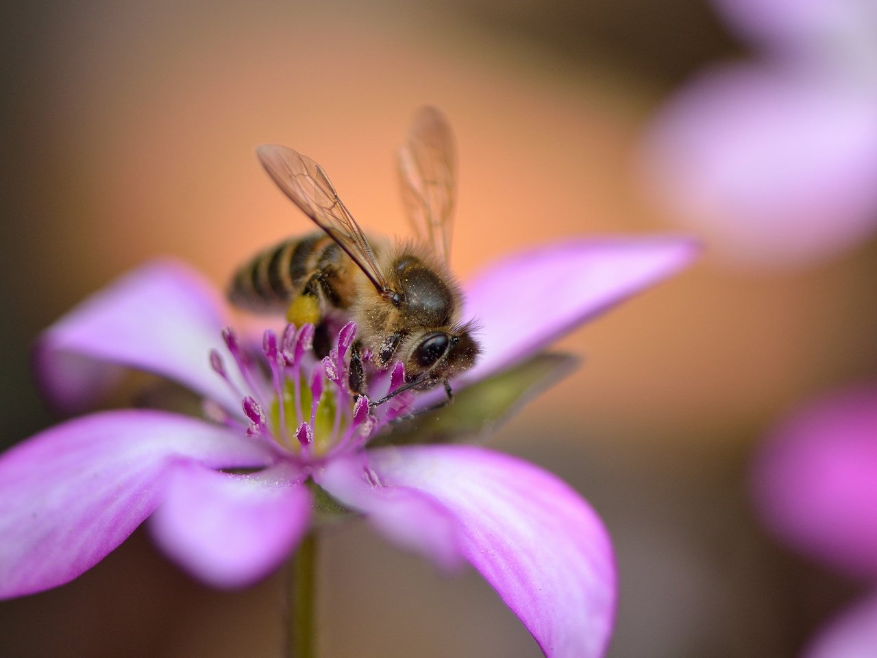 Обои насекомое, цветок, лепестки, крылья, розовый, пчела, insect, flower, petals, wings, pink, bee разрешение 2048x1365 Загрузить