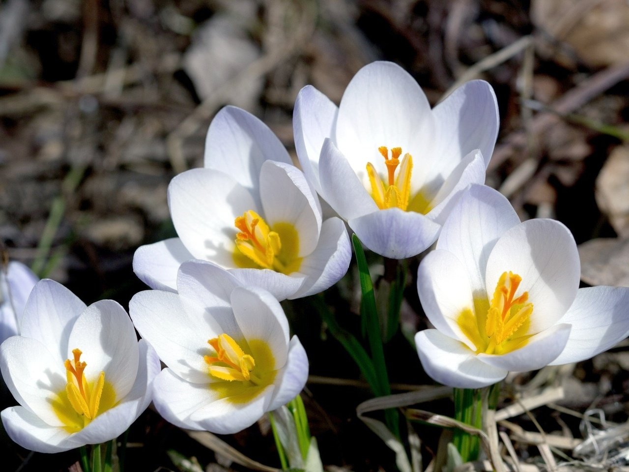 Обои цветы, макро, лепестки, весна, крокусы, flowers, macro, petals, spring, crocuses разрешение 2048x1335 Загрузить