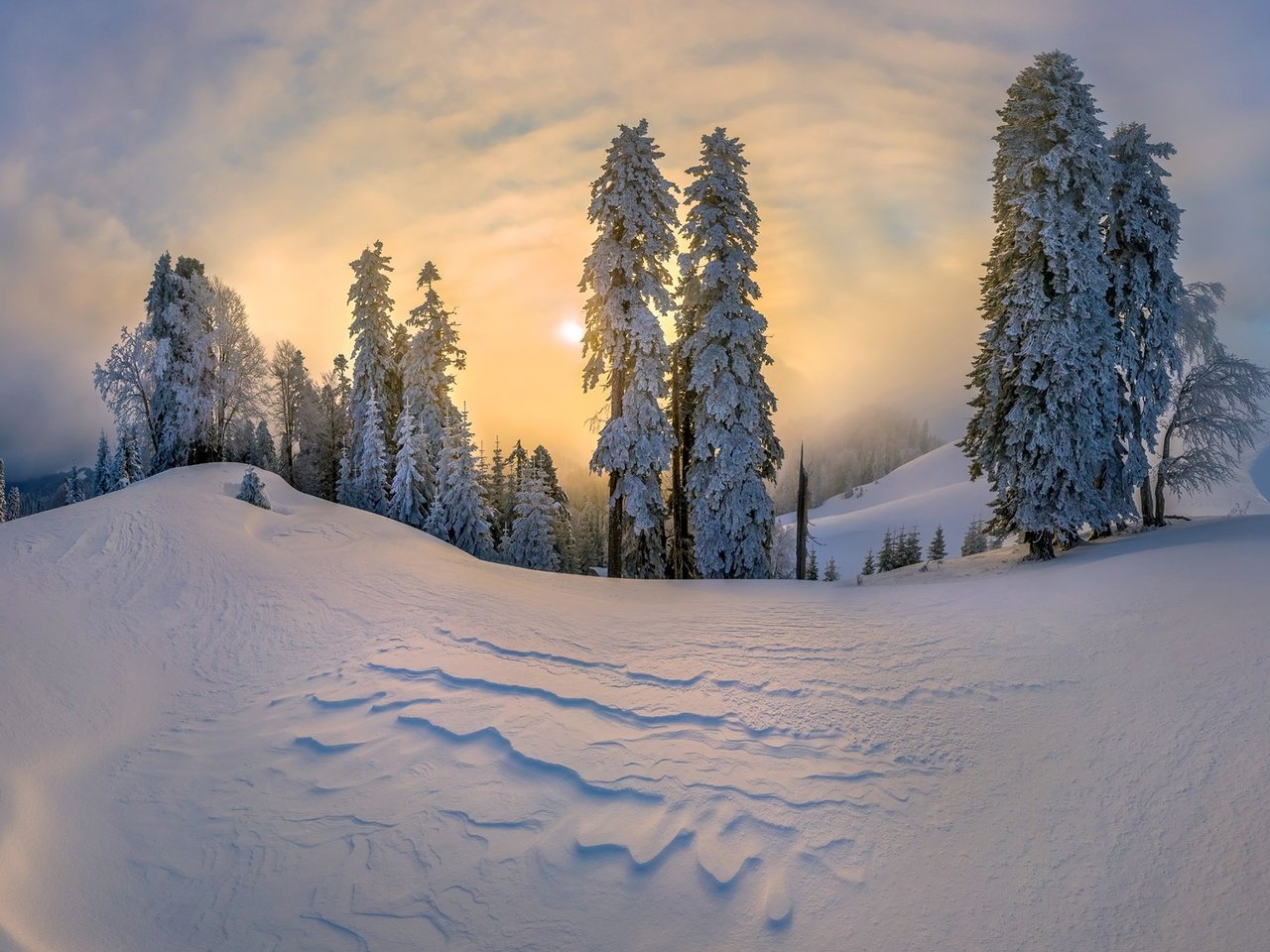 Обои деревья, снег, зима, елки, сугробы, trees, snow, winter, tree, the snow разрешение 1920x1313 Загрузить