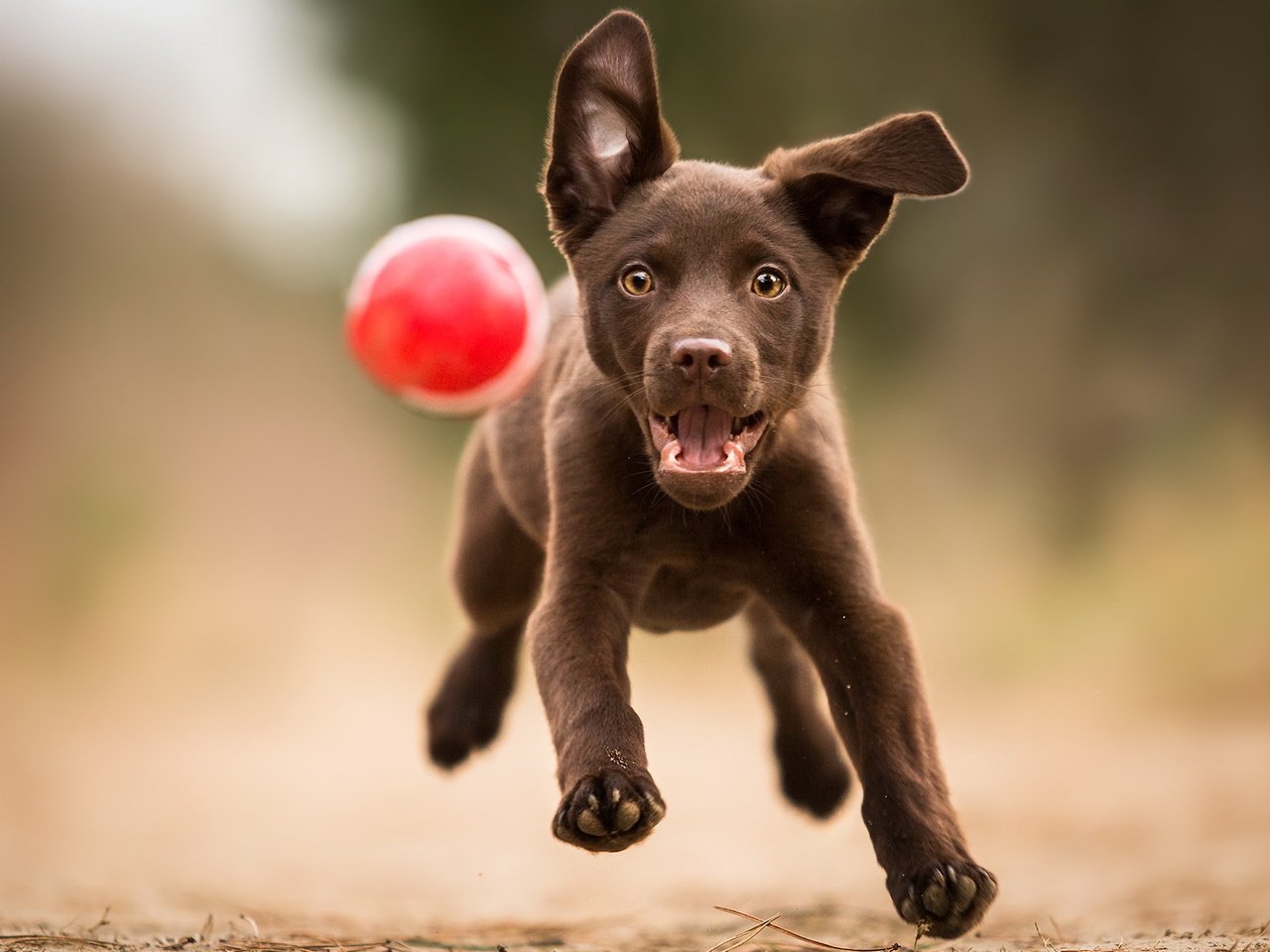 Обои лапы, лабрадор, взгляд, собака, щенок, игра, друг, мяч, бег, paws, labrador, look, dog, puppy, the game, each, the ball, running разрешение 2047x1278 Загрузить