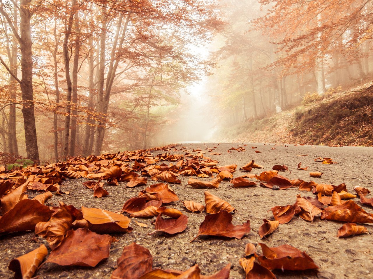 Обои деревья, листья, парк, осень, тропа, trees, leaves, park, autumn, trail разрешение 1920x1080 Загрузить