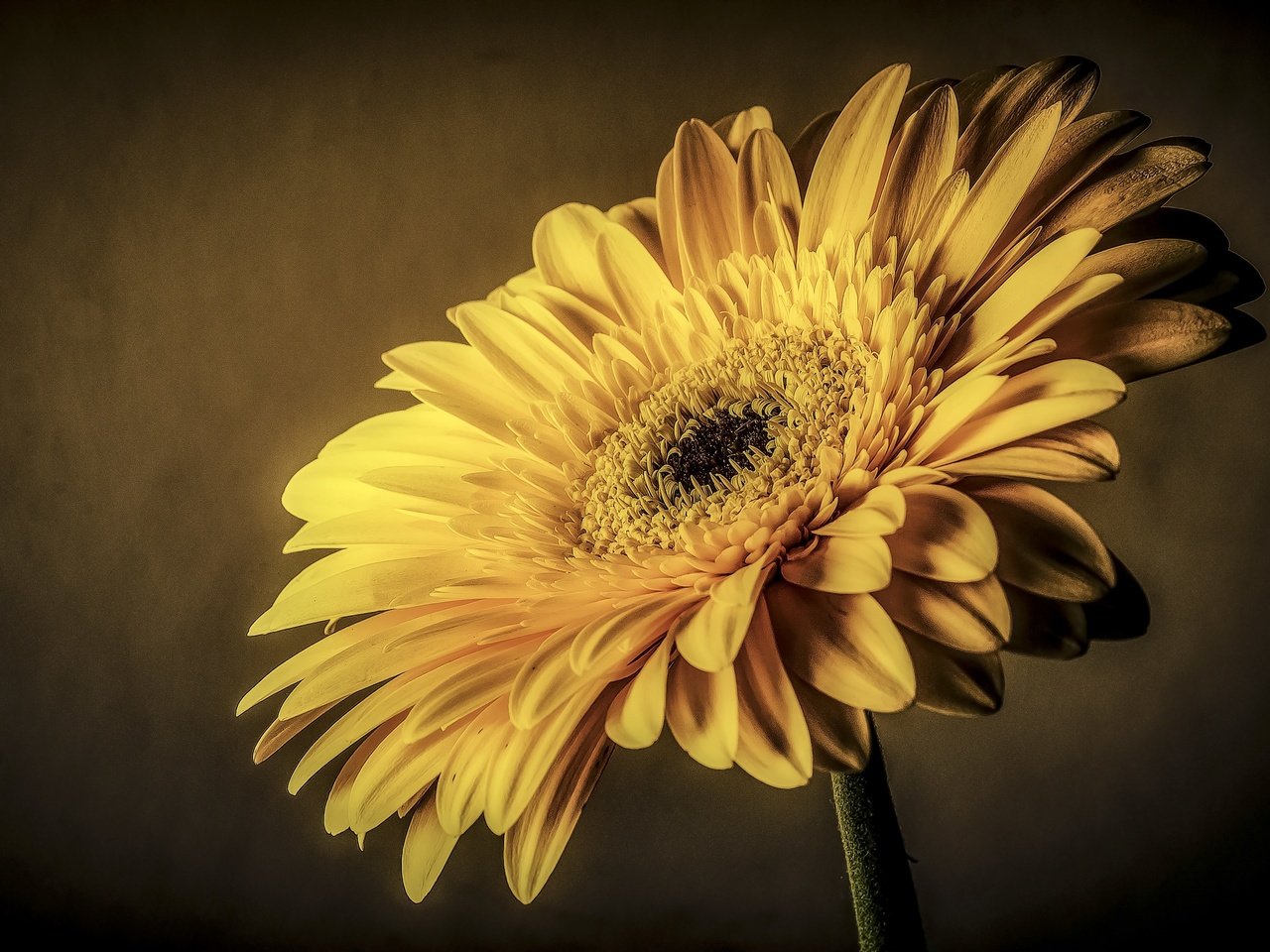 Обои макро, цветок, лепестки, жёлтая, гербера, macro, flower, petals, yellow, gerbera разрешение 2880x1908 Загрузить