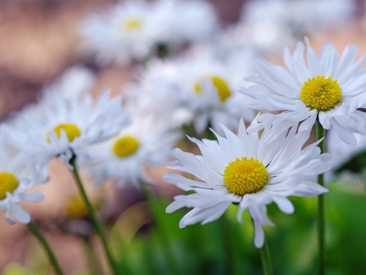 Обои макро, поле, лепестки, ромашки, macro, field, petals, chamomile разрешение 2232x1484 Загрузить