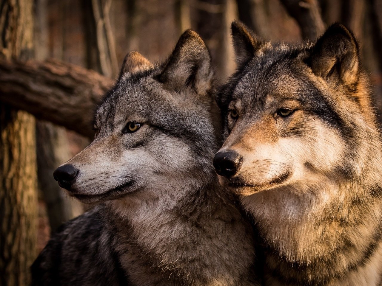 Обои морда, хищник, серые, пара, семья, волки, волк, face, predator, grey, pair, family, wolves, wolf разрешение 2047x1361 Загрузить