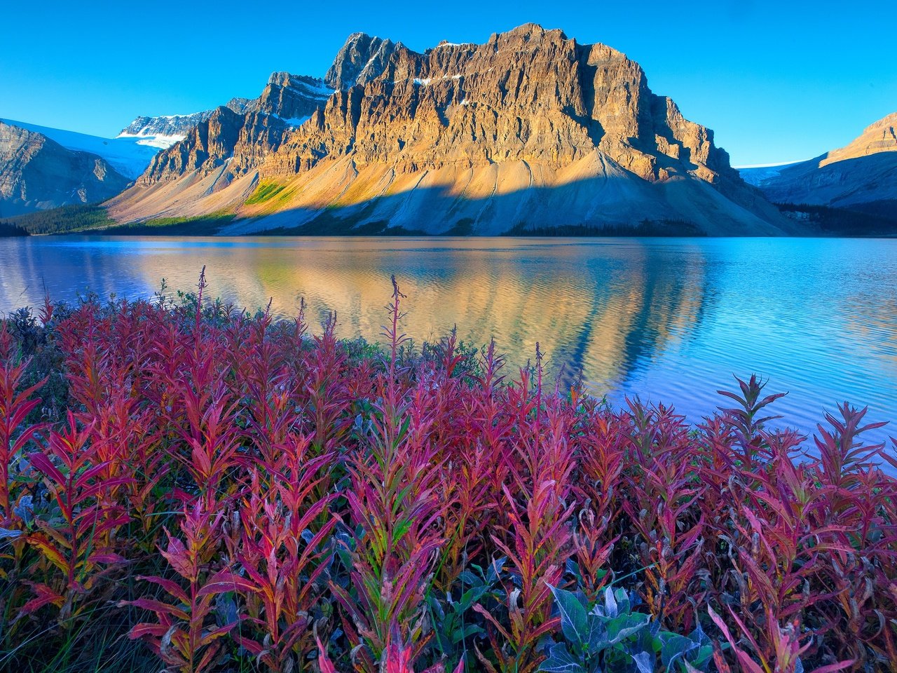 Обои цветы, озеро, горы, канада, альберта, национальный парк банф, flowers, lake, mountains, canada, albert, banff national park разрешение 3000x2000 Загрузить