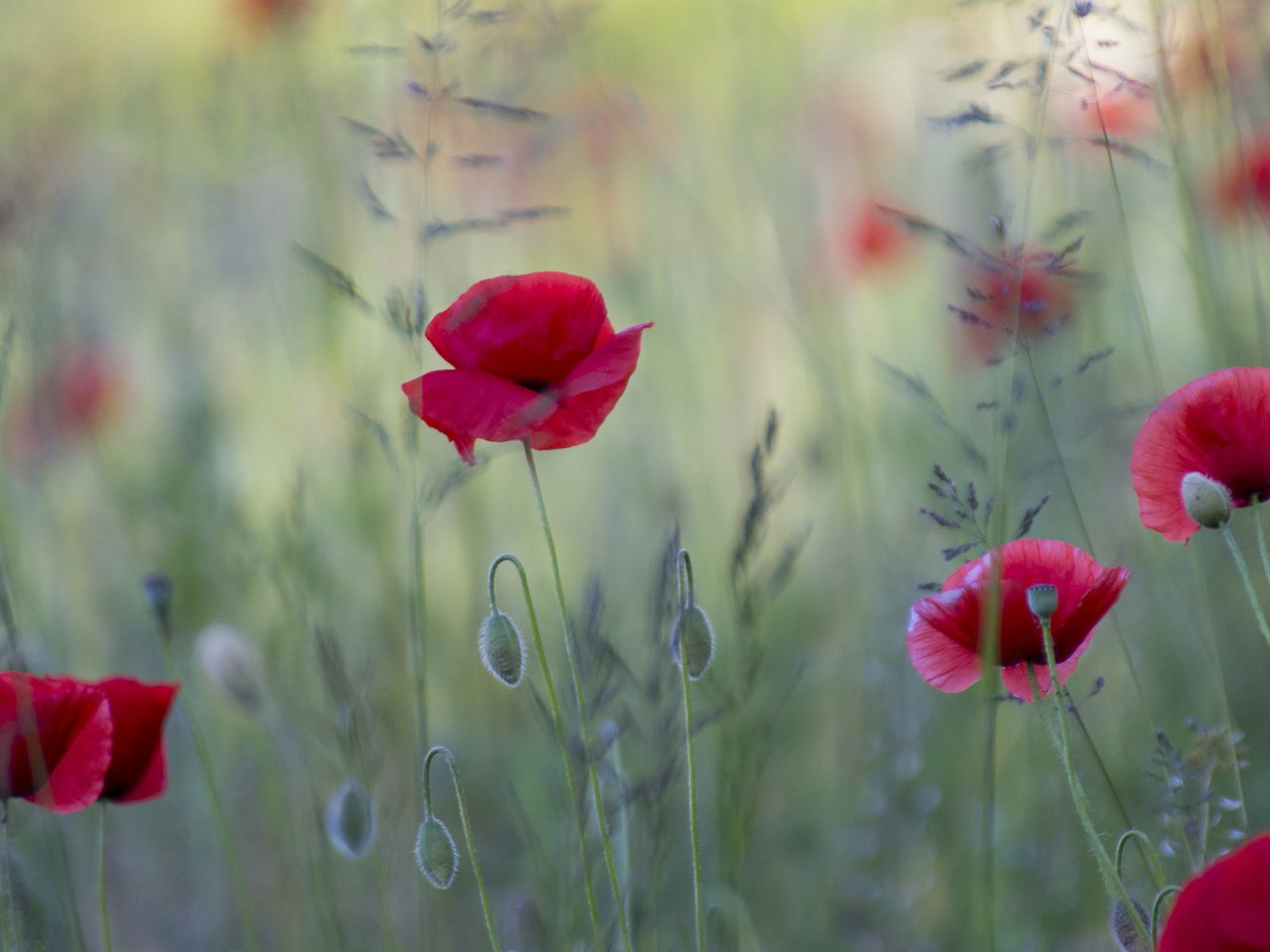 Обои цветы, поле, красные, маки, flowers, field, red, maki разрешение 2048x1297 Загрузить