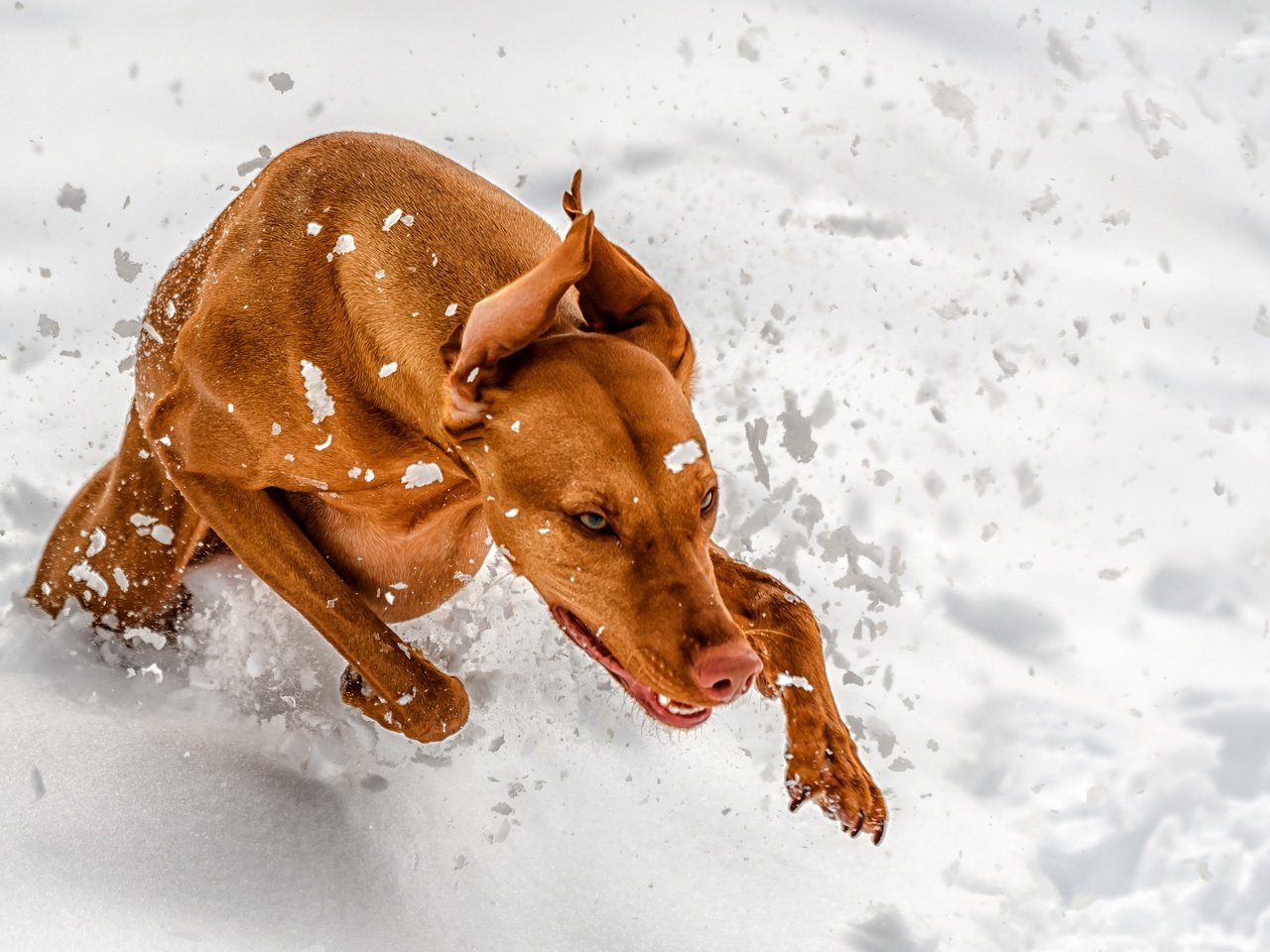 Обои снег, зима, лапы, собака, уши, бег, венгерская выжла, snow, winter, paws, dog, ears, running, vizsla разрешение 2560x1707 Загрузить