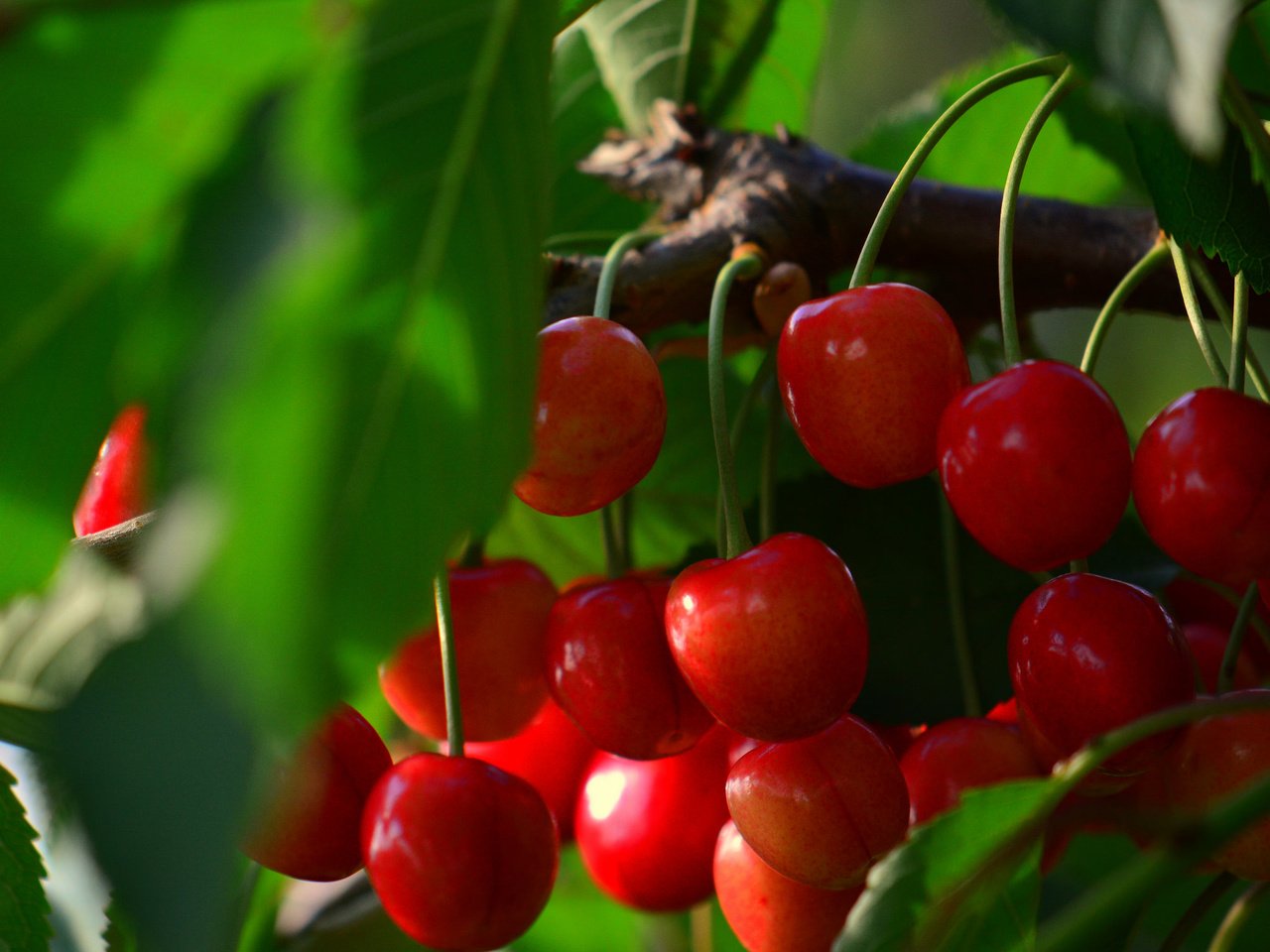 Обои ветка, ягоды, вишня, branch, berries, cherry разрешение 2048x1712 Загрузить