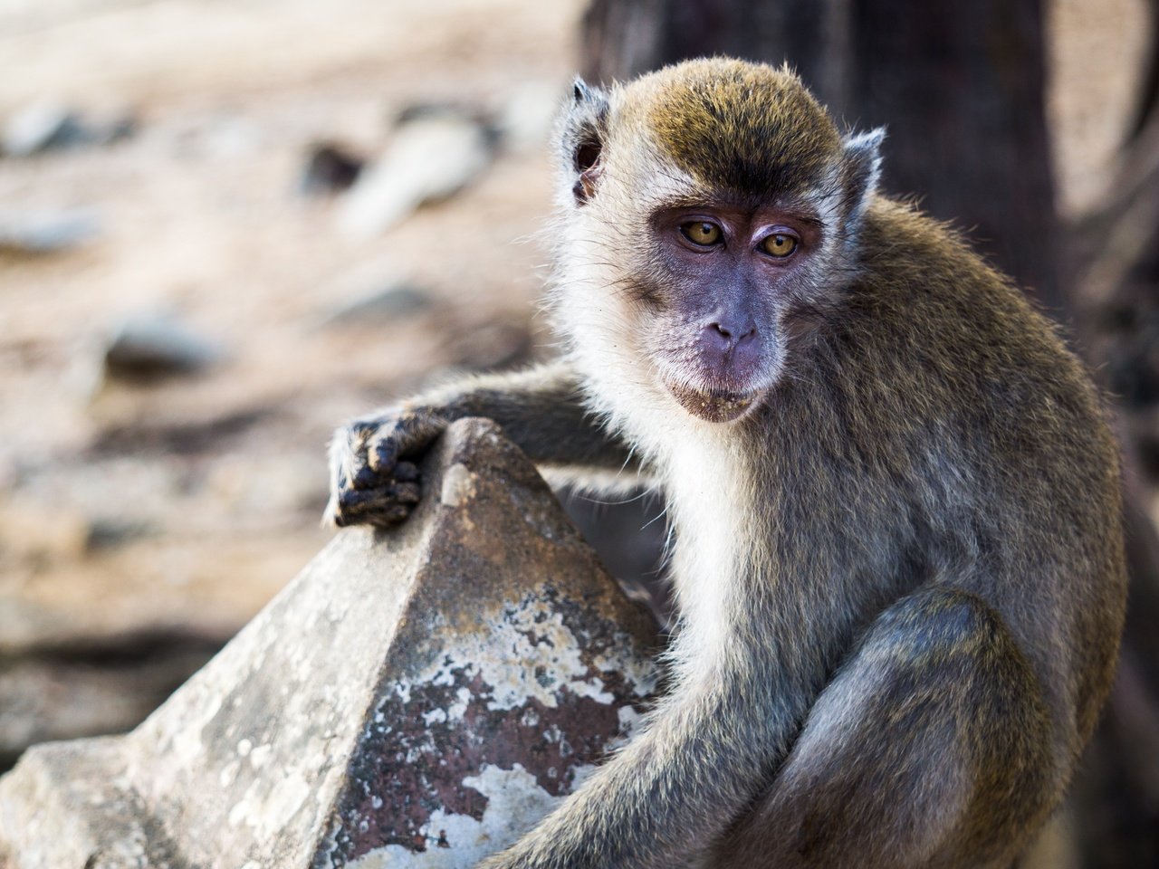 Обои глаза, взгляд, животное, обезьяна, примат, макака, eyes, look, animal, monkey, the primacy of разрешение 6000x4000 Загрузить