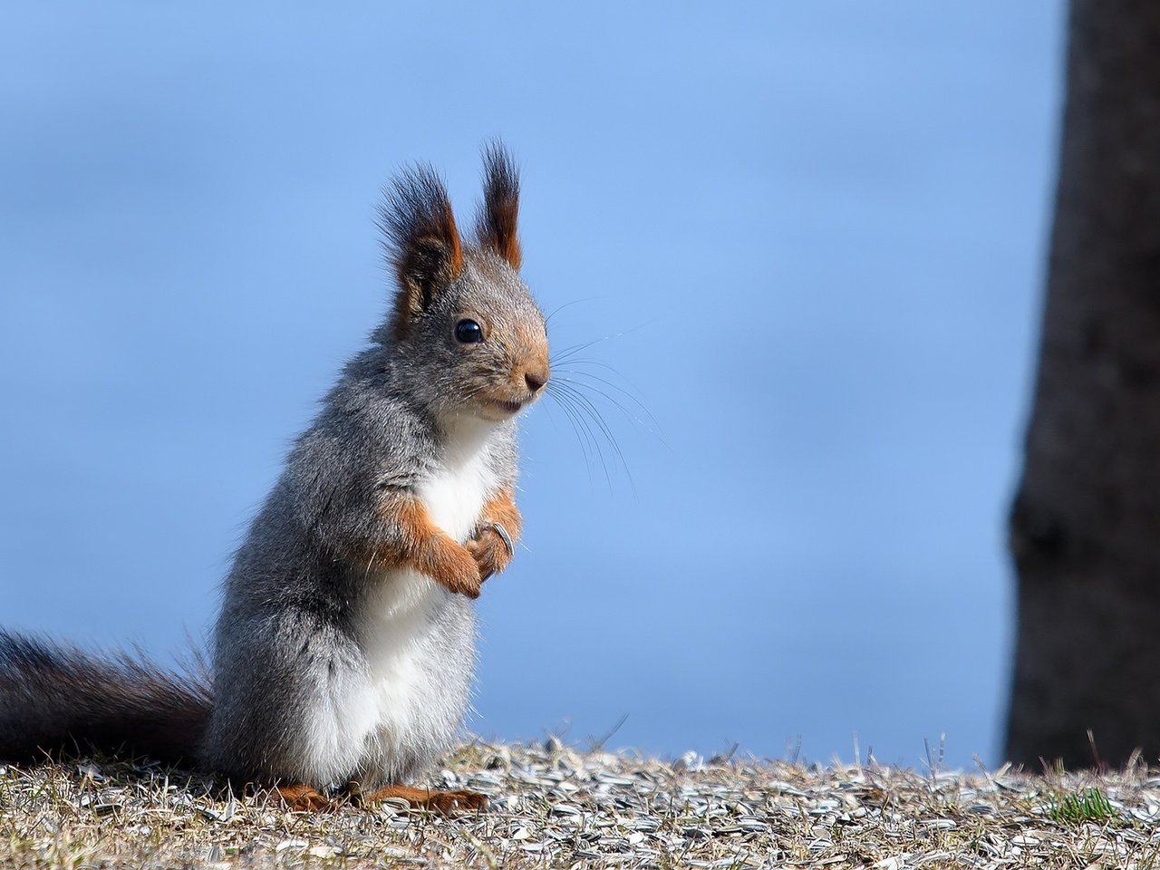 Обои ушки, животное, белка, хвост, стойка, белочка, грызун, ears, animal, protein, tail, stand, squirrel, rodent разрешение 2048x1152 Загрузить