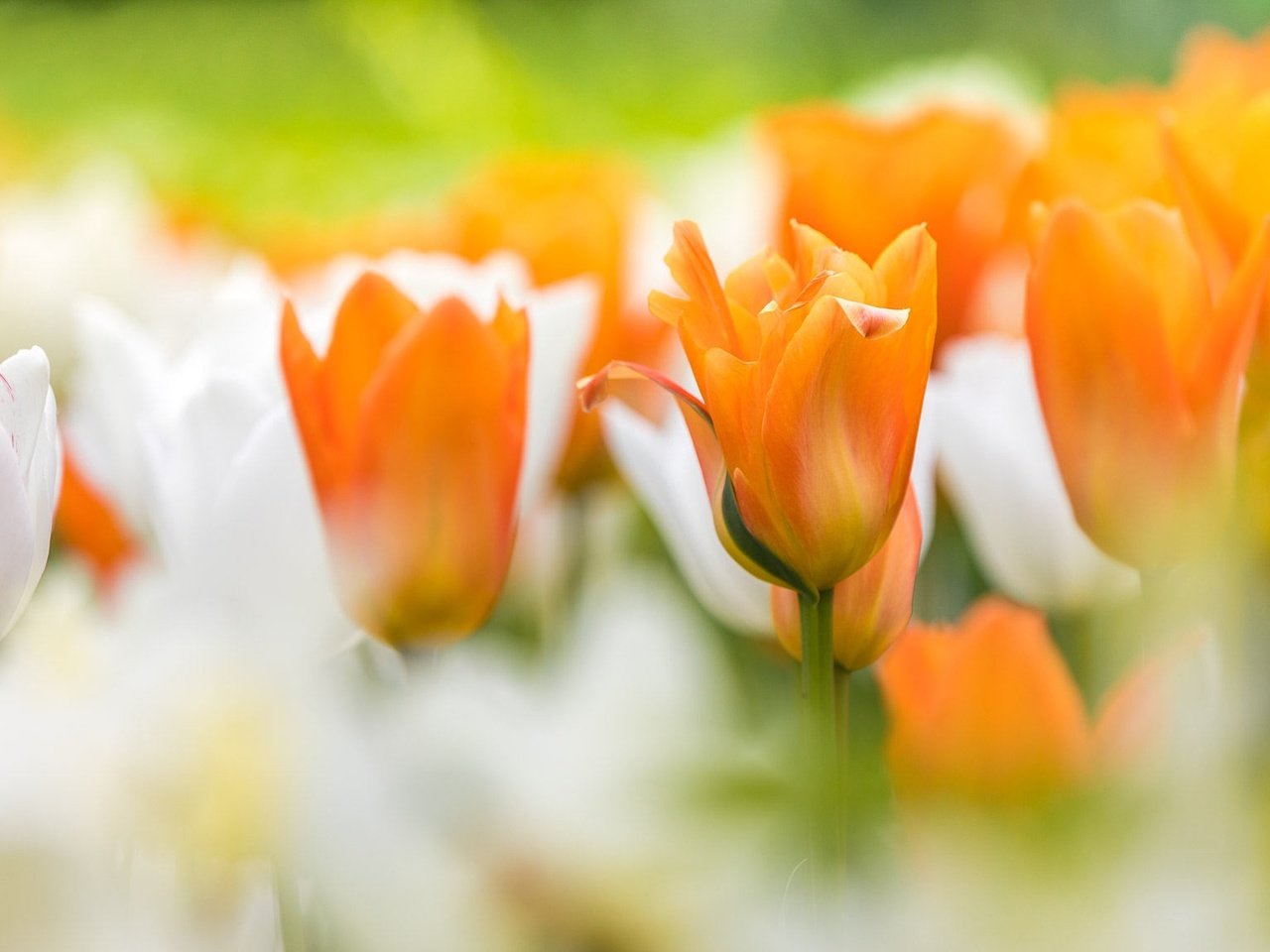 Обои цветы, бутоны, тюльпаны, боке, flowers, buds, tulips, bokeh разрешение 2048x1152 Загрузить