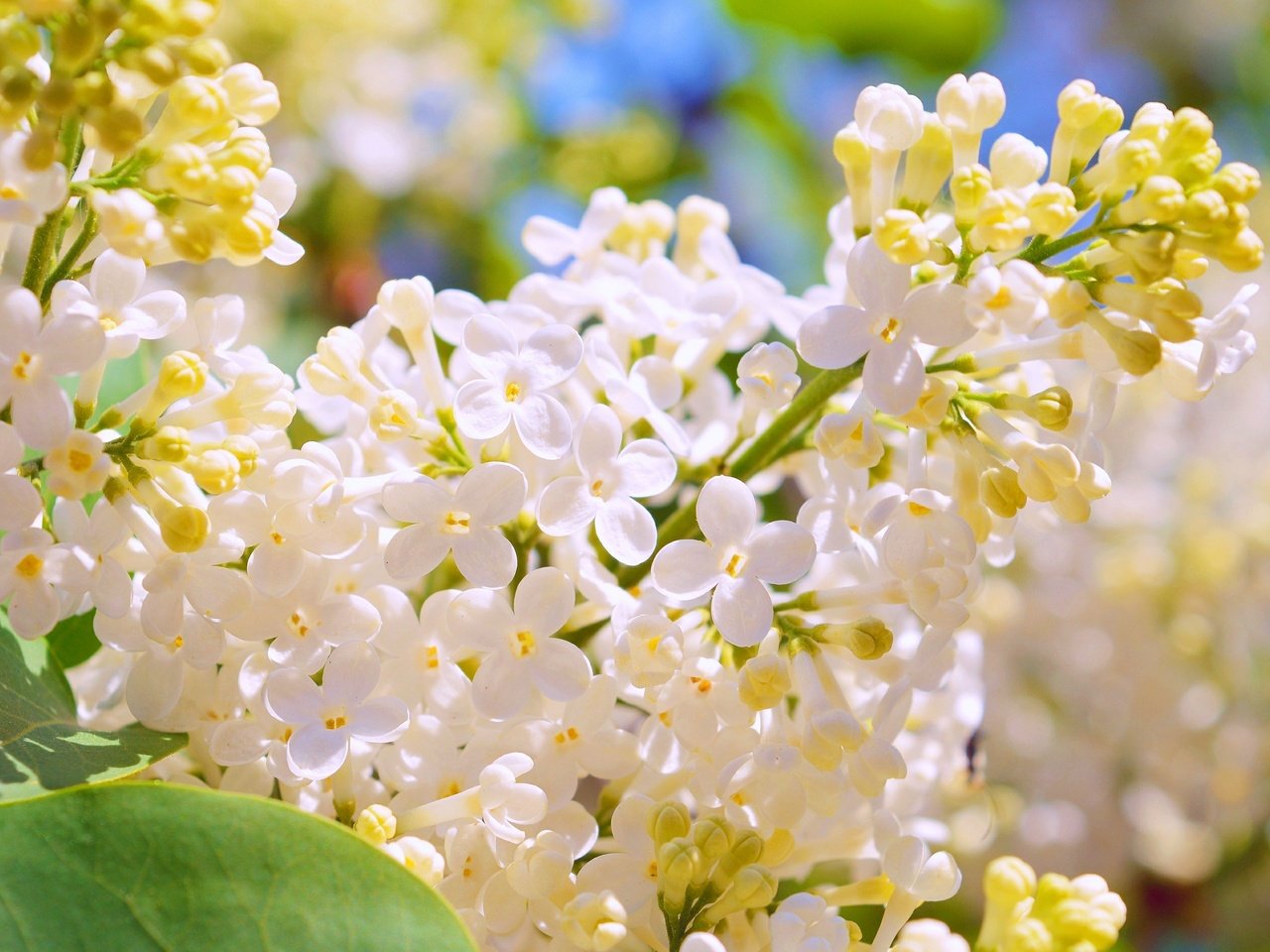 Обои цветение, весна, белая, сирень, flowering, spring, white, lilac разрешение 3000x1887 Загрузить