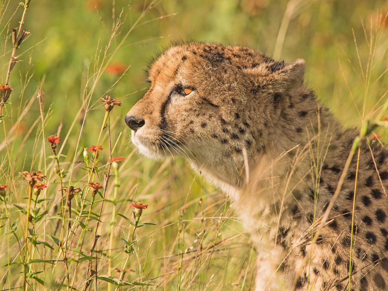 Обои цветы, трава, портрет, профиль, гепард, дикая кошка, flowers, grass, portrait, profile, cheetah, wild cat разрешение 5568x3712 Загрузить