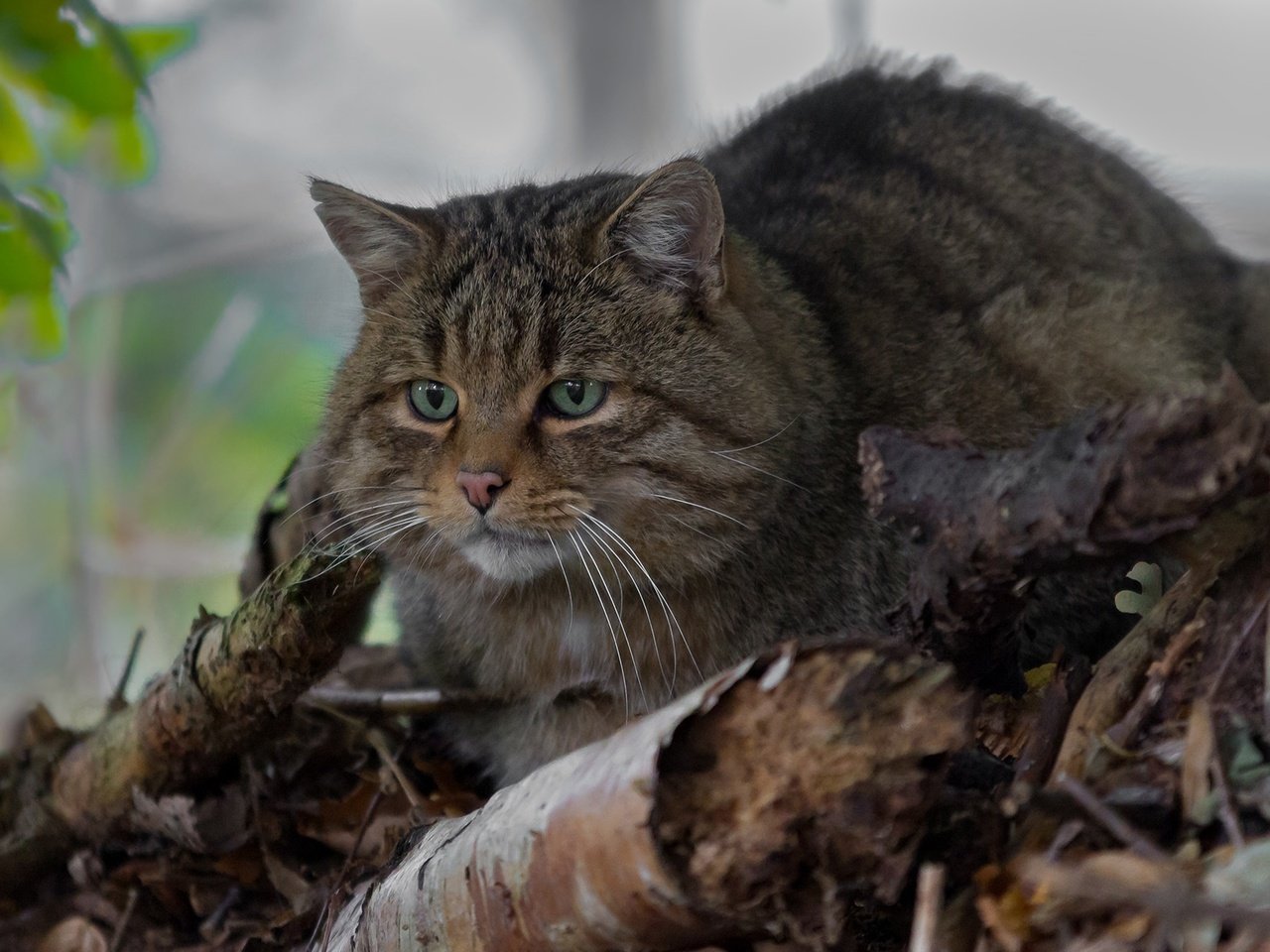 Обои глаза, усы, взгляд, дикая кошка, лесной кот, лесная кошка, eyes, mustache, look, wild cat, wildcat, forest cat разрешение 1920x1234 Загрузить