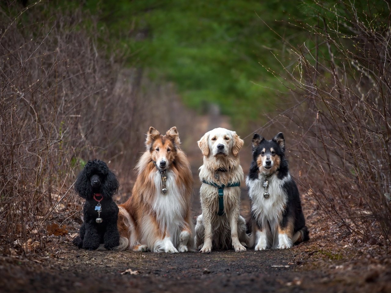 Обои дорога, природа, пудель, друзья, собаки, колли, золотистый ретривер, road, nature, poodle, friends, dogs, collie, golden retriever разрешение 2560x1707 Загрузить