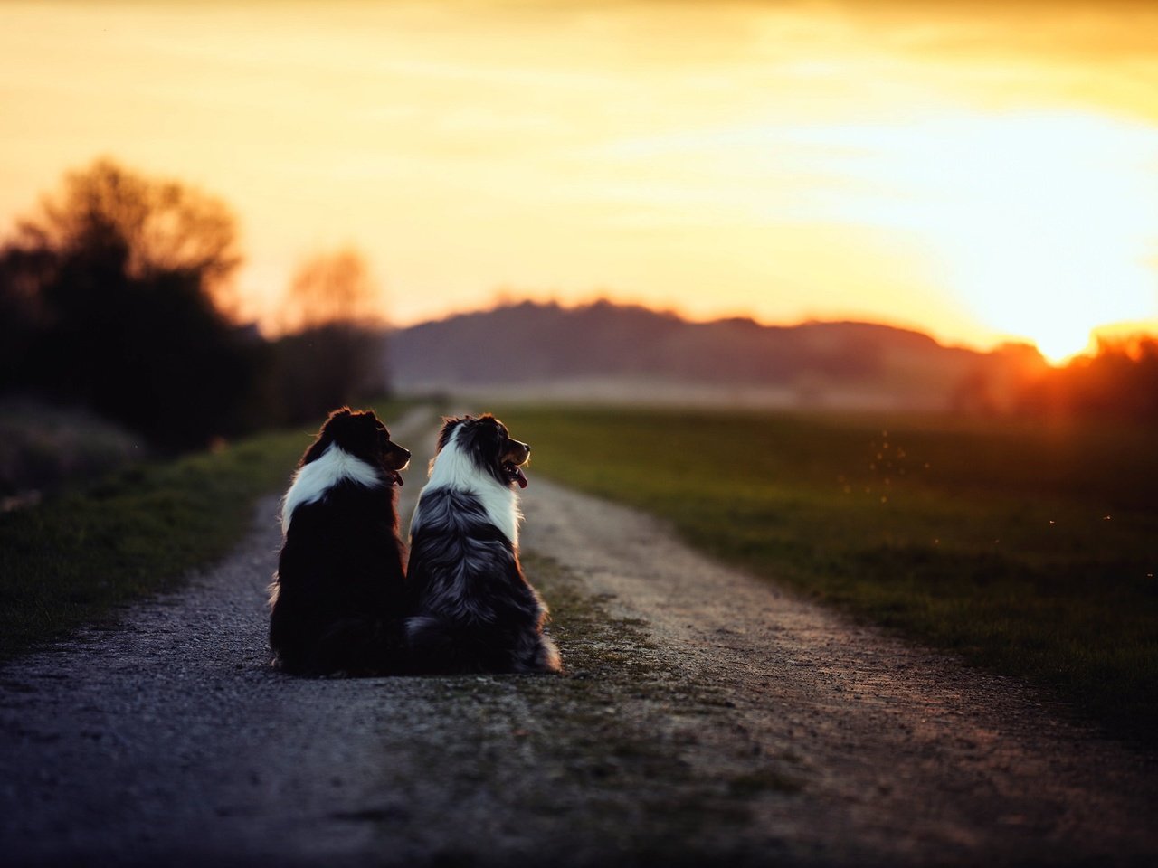 Обои дорога, утро, собаки, бордер-колли, road, morning, dogs, the border collie разрешение 2048x1365 Загрузить