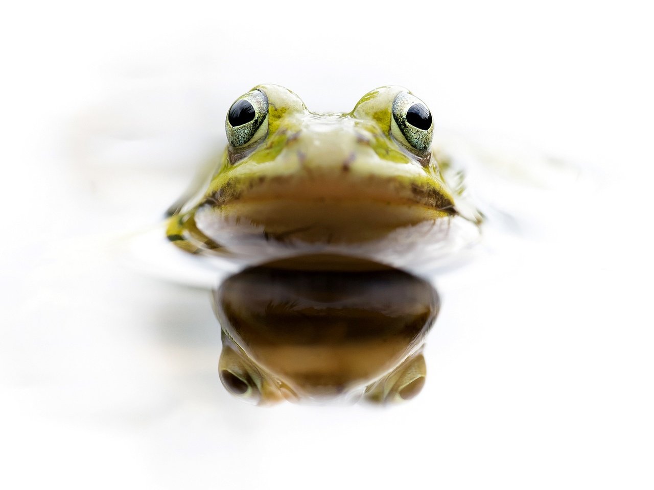 Обои глаза, вода, отражение, лягушка, голова, земноводное, eyes, water, reflection, frog, head, amphibian разрешение 2048x1275 Загрузить