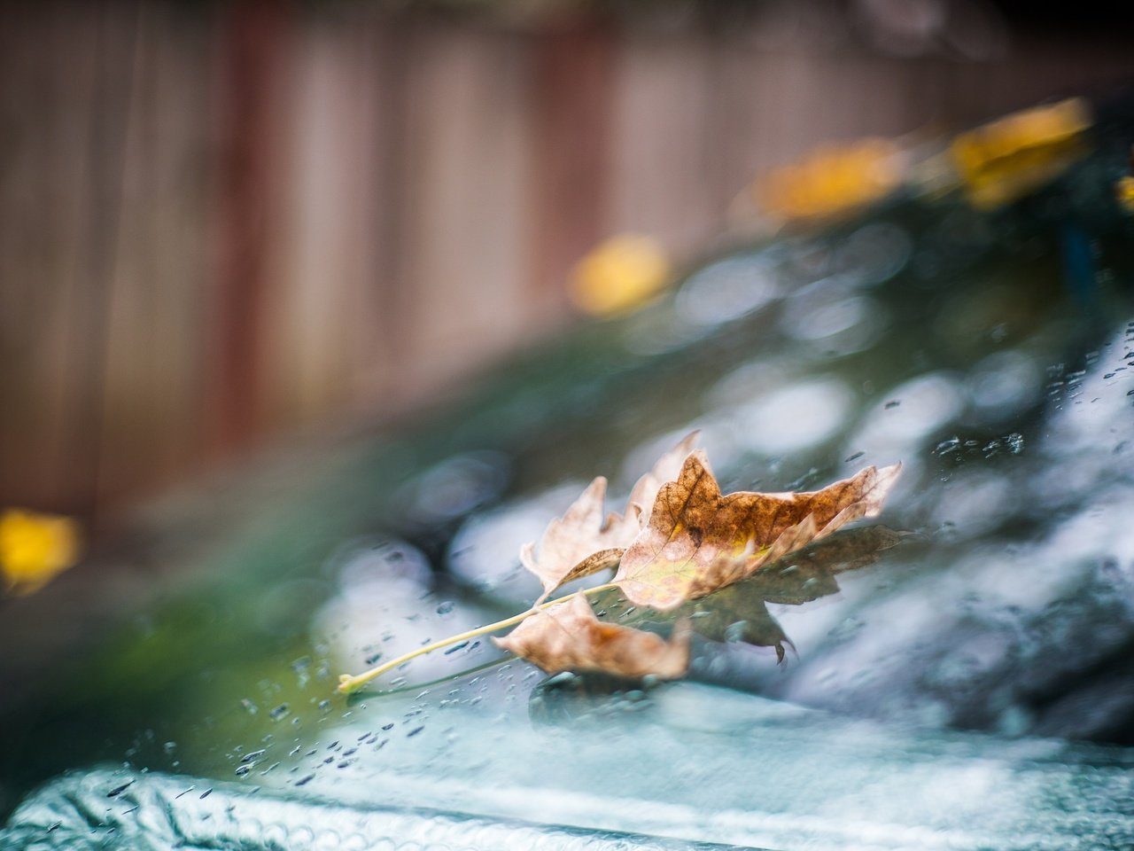 Обои капли, осень, лист, дождь, стекло, боке, drops, autumn, sheet, rain, glass, bokeh разрешение 2048x1365 Загрузить