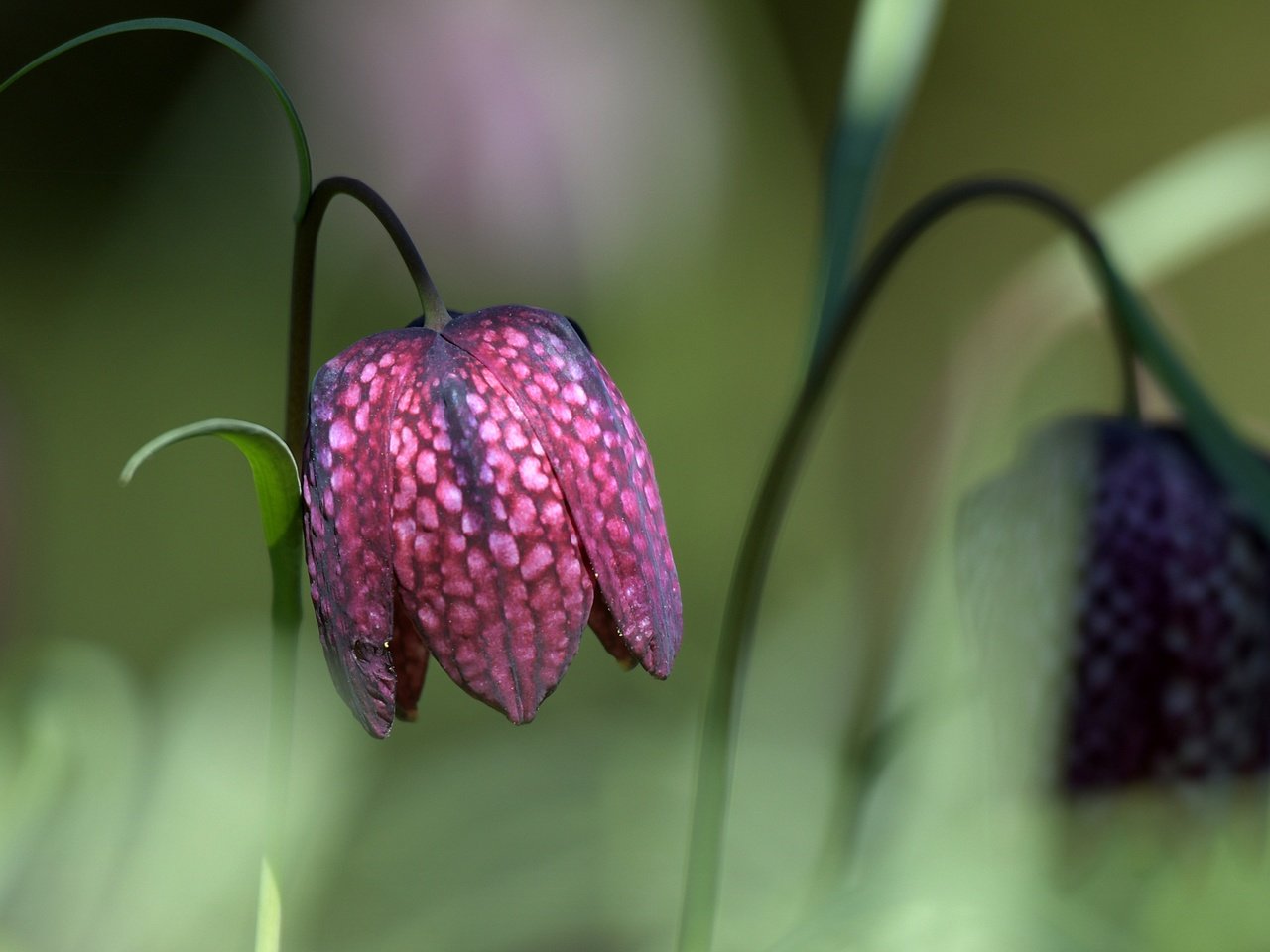 Обои макро, фон, цветок, рябчик шахматный, macro, background, flower, grouse chess разрешение 5313x3188 Загрузить