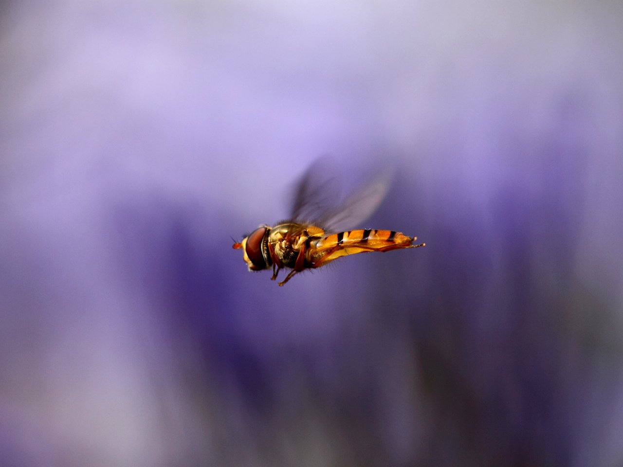 Обои макро, насекомое, полет, крылья, размытость, муха, macro, insect, flight, wings, blur, fly разрешение 2400x1600 Загрузить